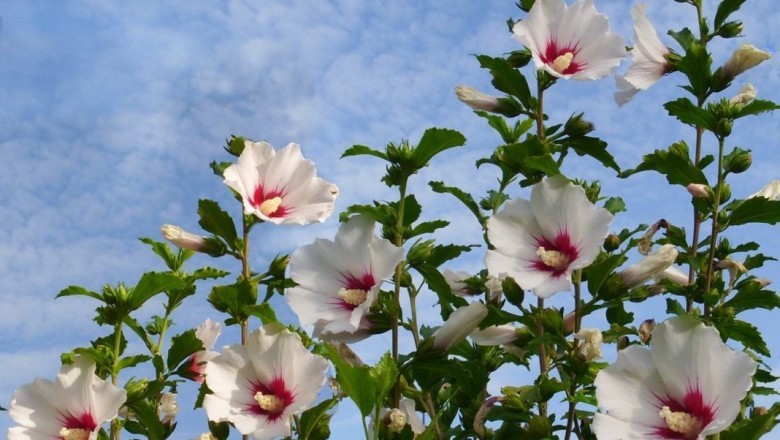 Güney Kore'nin Estetik İncisi: Ulusal Çiçeği ve Anlamı - Sizi Büyüleyecek Güzellik!