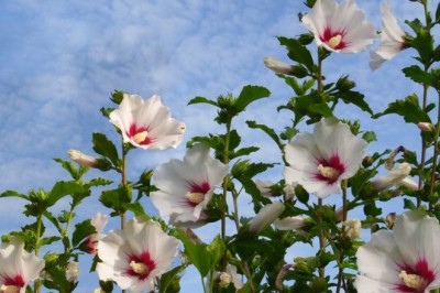 Güney Kore'nin Estetik İncisi: Ulusal Çiçeği ve Anlamı - Sizi Büyüleyecek Güzellik!