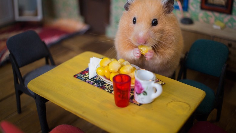 Hamsterların Doğal Yaşam Alanları ve Bakımı