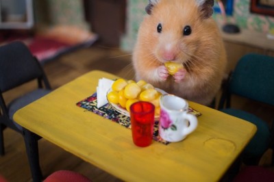 Hamsterların Doğal Yaşam Alanları ve Bakımı