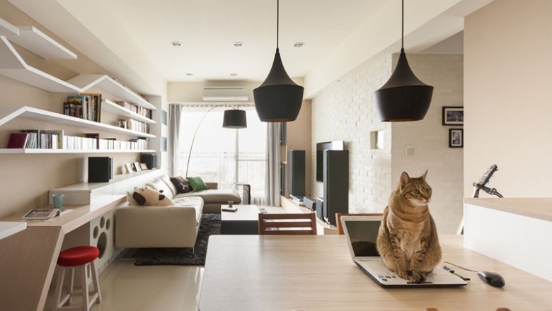 Kediler Nasıl Evcilleştirildi ve Tarihçeleri Nedir?