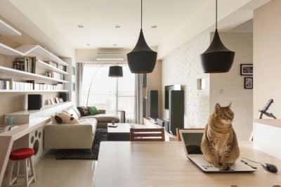 Kediler Nasıl Evcilleştirildi ve Tarihçeleri Nedir?