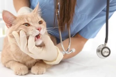 Kedilerin Pire ve Kenelerden Korunması: Sağlıklı ve Rahat Bir Kedi İçin İpuçları