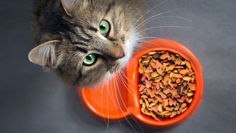 Kedilerin Sağlıklı Beslenmesi: İdeal Diyet ve Beslenme İpuçları