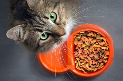 Kedilerin Sağlıklı Beslenmesi: İdeal Diyet ve Beslenme İpuçları