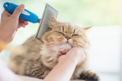 Kedilerin Tüy Bakımı ve Tüy Yumağı Önleme Yöntemleri: Parlak ve Sağlıklı Bir Tüy Dökümü İçin