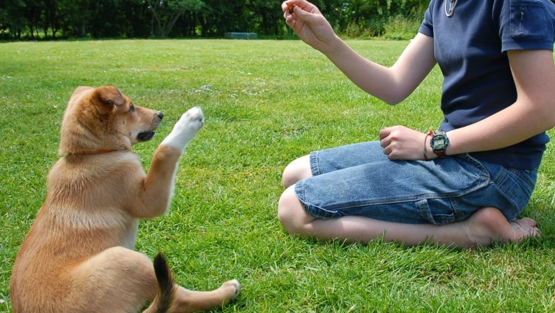 Köpek Eğitimi ve Davranışları: İyi Bir Köpek Sahibi Olmanın Temelleri