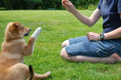 Köpek Eğitimi ve Davranışları: İyi Bir Köpek Sahibi Olmanın Temelleri