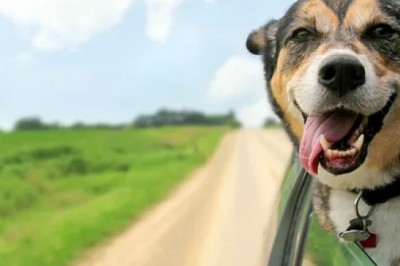 Köpeklerin Enerji Gereksinimleri ve Aktif Tutma Yöntemleri: Sağlıklı ve Mutlu Bir Köpek İçin