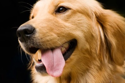 Köpeklerin Farklı Irkları ve Özellikleri: Hangi Köpek İrki Size Uyar?