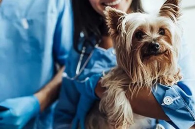 Köpeklerin Sağlık Sorunları ve Önleyici Bakımı: Sağlıklı ve Mutlu Bir Köpek İçin İpuçları