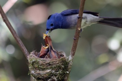 Kuşların Konuşmayı Öğrenmesi ve İletişimi: Keyifli Bir Etkileşim İçin İpuçları