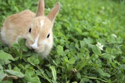 Tavşanların Evcil Hayvan Olarak Tercih Edilmesi: Sevimli ve Eğlenceli Arkadaşlar