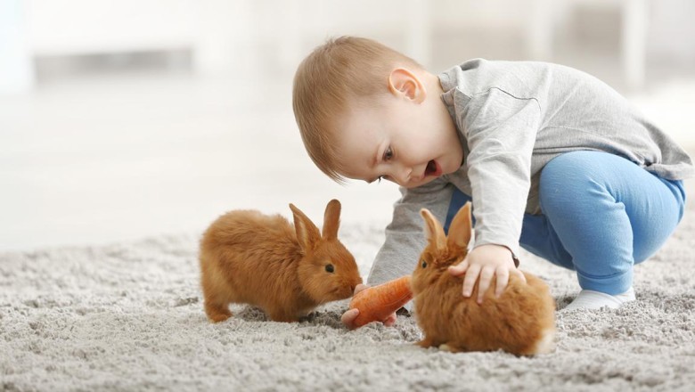 Tavşanların Oyun ve Egzersiz İhtiyaçları: Sağlıklı ve Mutlu Bir Tavşan İçin İpuçları