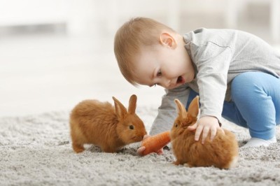 Tavşanların Oyun ve Egzersiz İhtiyaçları: Sağlıklı ve Mutlu Bir Tavşan İçin İpuçları