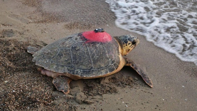 Caretta Caretta Tubayı 8,7 milyon kişi izledi