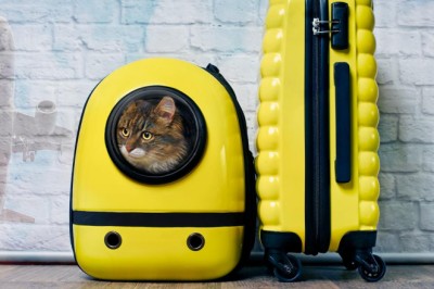 Hayvan dostlarla yurt dışına çıkmak zor değil