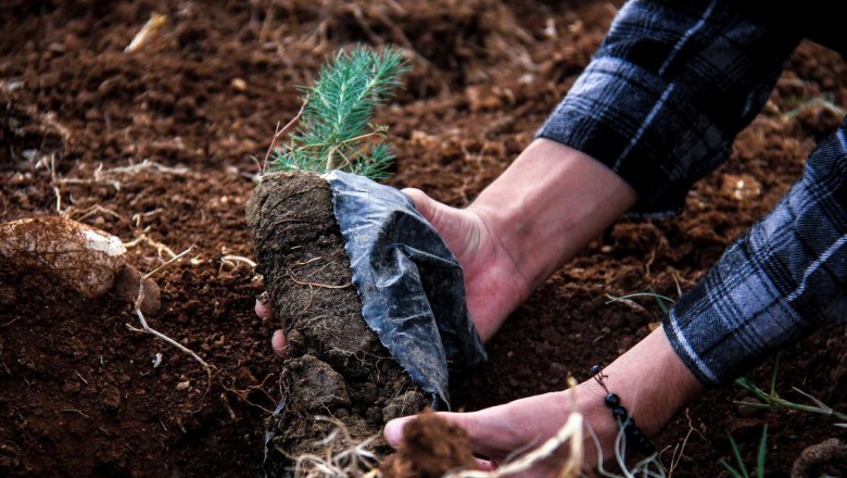 Milli Ağaçlandırma Günü'nde 6 ilde 77 bin 200 fidan toprakla buluşturulacak