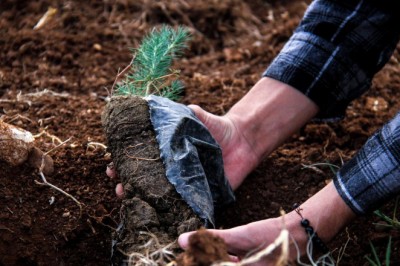 Milli Ağaçlandırma Günü'nde 6 ilde 77 bin 200 fidan toprakla buluşturulacak