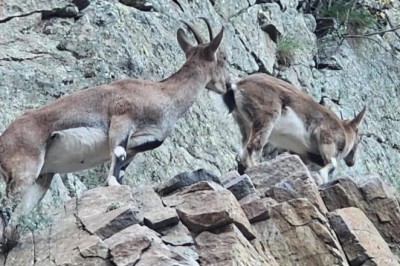 Nesli koruma altındaki yaban keçileri Artvin kara yolunda görüntülendi