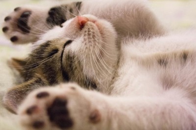 Kedilerin Duyusal Dünyası: Görme, Koku ve İşitme Gücü