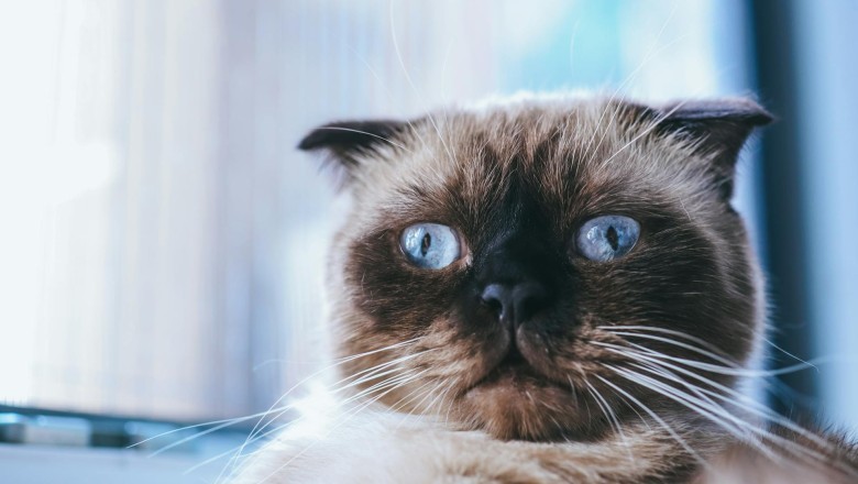 Kedilerin Eğlenceli ve Tuhaf Davranışları: Kedilerin tuhaf davranışları