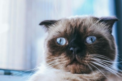 Kedilerin Eğlenceli ve Tuhaf Davranışları: Kedilerin tuhaf davranışları