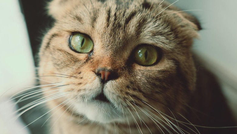 Kedilerin Farklı Türleri ve Özellikleri: Her Kedinin Kendine Has Dünyas