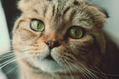 Kedilerin Farklı Türleri ve Özellikleri: Her Kedinin Kendine Has Dünyas