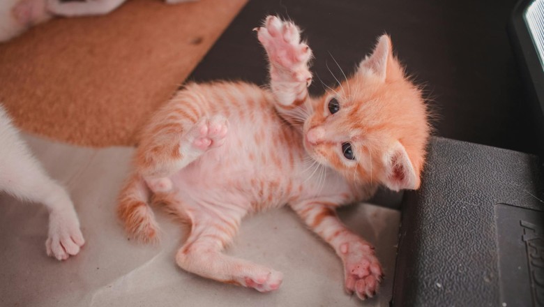 Kedilerin Yavru Dönemi: Büyüme ve Gelişim Aşamaları