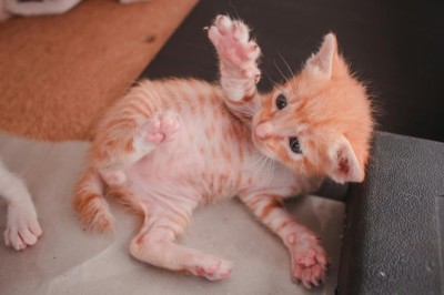 Kedilerin Yavru Dönemi: Büyüme ve Gelişim Aşamaları