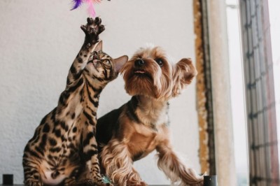 Kediler mi Daha Komik, Köpekler mi? Hadi Tartışalım!