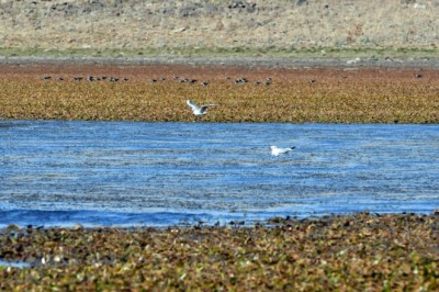 Asboğa Gölü'nde su 60 metre çekildi