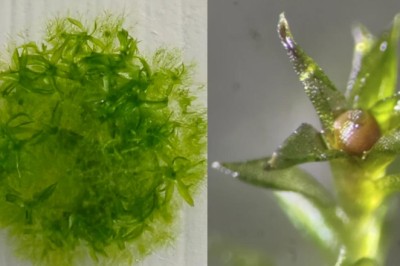 Bu yosun, uzayda dokuz ay yaşayarak rekor kırdı