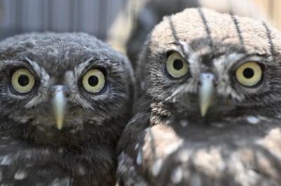 DMKP, 13 yılda yaklaşık 73 bin hayvanı tedavi ederek doğaya saldı