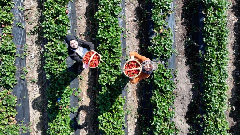 Gelin görümce Erciyes eteklerindeki atıl ata topraklarını çilek bahçesine dönüştürdü