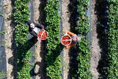 Gelin görümce Erciyes eteklerindeki atıl ata topraklarını çilek bahçesine dönüştürdü