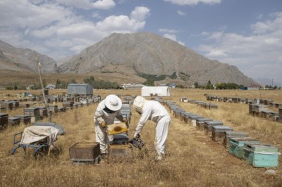 Zengin floraya sahip Munzur yaylalarında üretilen bal emekle hasat ediliyor