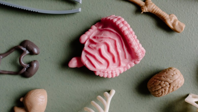 İkinci Beyniniz Sandığınızdan Daha Aç