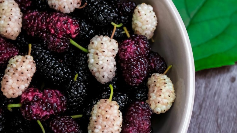 Beyaz Altın Dut Kurusu: Kaynatıp İçince Vücutta Neler Değişir?