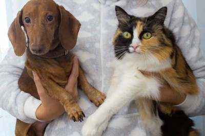 🐶🐱 Yargıtay’dan Emsal Karar! Sitelerde Evcil Hayvan Beslemek Yasak mı?