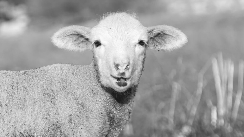 Bayram Sofrası Sağlığınızı Gölgelemesin: Kurban Bayramı’nı Sağlıklı Geçirmenin 10 Altın Kuralı