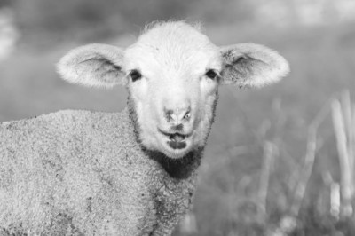 Bayram Sofrası Sağlığınızı Gölgelemesin: Kurban Bayramı’nı Sağlıklı Geçirmenin 10 Altın Kuralı