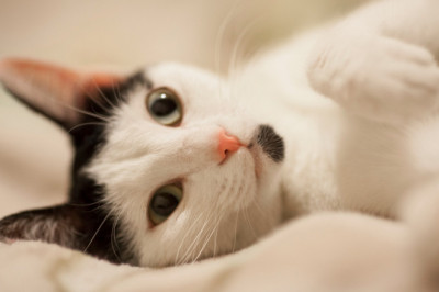 Kediler Sahiplerini Neye Göre Seçiyor?