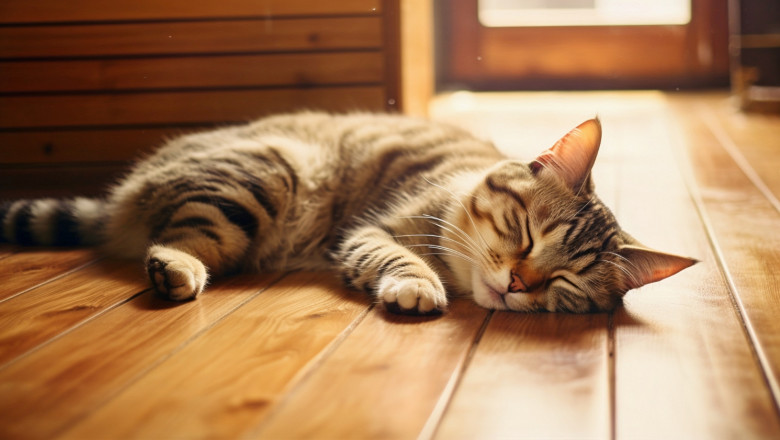 Kediler İnsanların Duygusal Halini Nasıl Anlar?