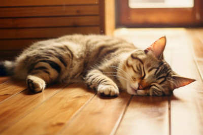 Kediler İnsanların Duygusal Halini Nasıl Anlar?