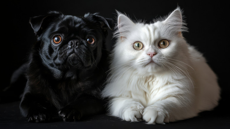 En Az Tüy Döken Kedi ve Köpek Irkları