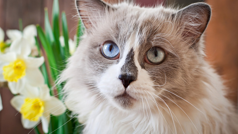 Kedi ve Köpeklerde Tüy Dökülmesi Ne Zaman Tehlikelidir? Ne Zaman Veterinere Gidilmeli?