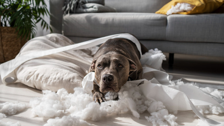 Kedi ve Köpeklerde Tüy Dökülmesi Neden Olur?