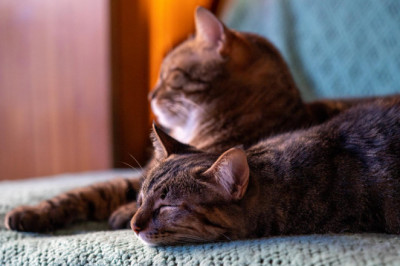 Kediler Neden Sahibinin Yatağında Uyur?